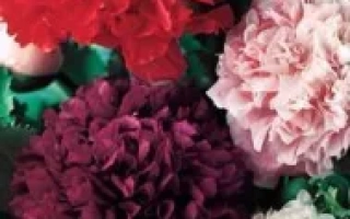 Пакет семян мака махрового Кабаре