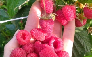 Свежая малина в руке на фоне зелёных листьев - АДВАБЕМАП