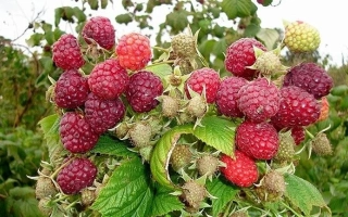 Close-up of raspberries of the Augusta variety on a branch - AUGUSTINA