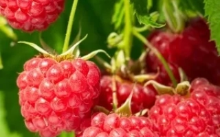 Fresh raspberries on a branch - Balzam