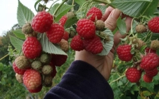 Барнаульская