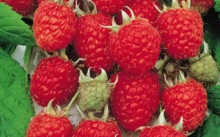 Свежие ягоды малины на зелёных листьях - Благородна