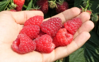 Кисть свежих малин в ладони на фоне куста - БП1