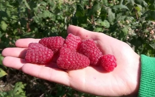Hand holding fresh raspberries against a background of green leaves. - BRYANSKOE DIVO