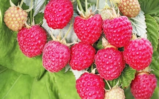 Fresh Brigantina raspberries on a branch with green leaves