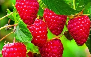 Брусиловская