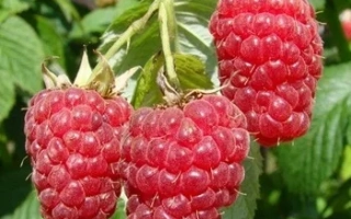 Брусиловский стандарт