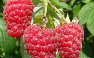 Свежая малина на ветке - Брусвяна