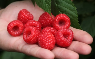 Cluster of fresh raspberries in a hand - Diamond Jubilee