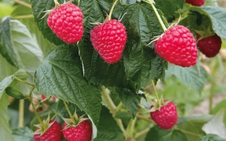 Крупный план ягод малины на ветке - ДЕЛНИВА