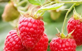 Дрисколл Маравилла