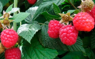 Куст малины с ягодами на ветвях - Глен Емпл