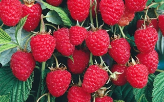 Close-up of Bell Raspberry on a branch