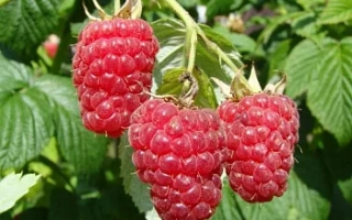 Красный Дождь