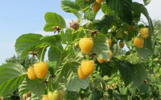 Raspberry bush with berries against sky - Lavina