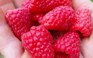 Лазаревская