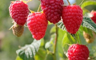 Fresh raspberries on a branch - LYUBETOVSKAIA