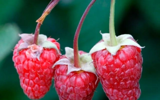 Close-up of three fresh raspberries on a branch with green leaves - HOBBIEST SVERTLOVSKA