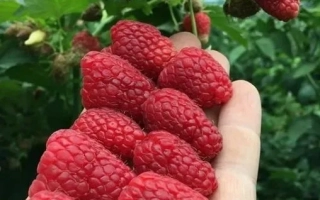 Fresh raspberries in hand against bush background - NIZHEGORODETS
