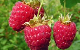 Новость Кузьмина