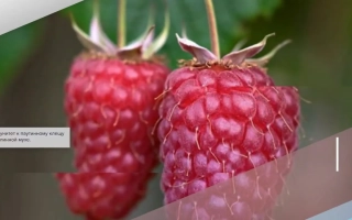 Новость Миколайчука