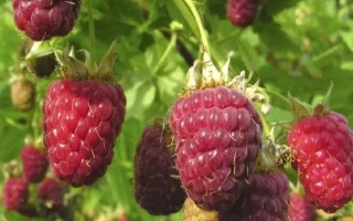 Ранний Сюрприз