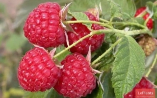 Рось (Ласка)