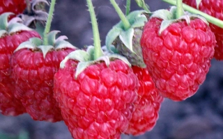 Fresh raspberries on a branch - ROVNITSA