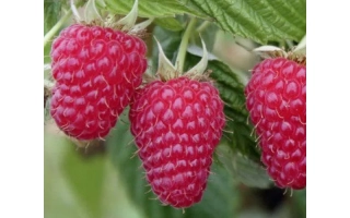 Close-up of Rubin Bryansky raspberry berries on green leaves