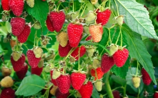 Raspberry bush with red and green berries against a leafy background - RUBIN NECKLACE RASPBERRY