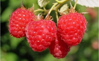 Close-up of raspberries on a branch - SAMARSKAYA PLOTNAYA