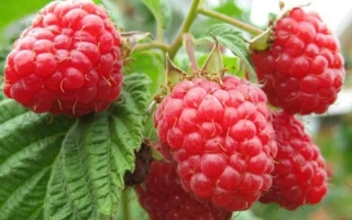 Close-up of fresh raspberries on a branch - SCROMNICA