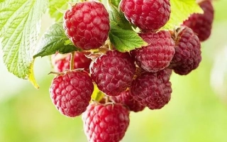Fresh raspberries on a branch - SPUTNITSA