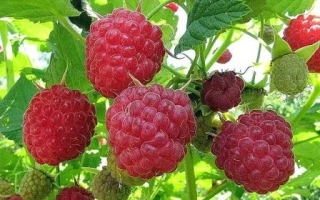 Close-up of fresh raspberries on a branch - STUDENETSAYA