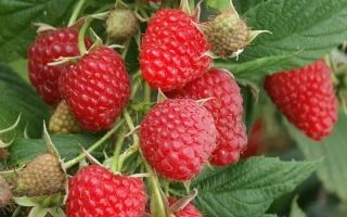 Close-up of fresh raspberries on a branch with green leaves - SULAMIF