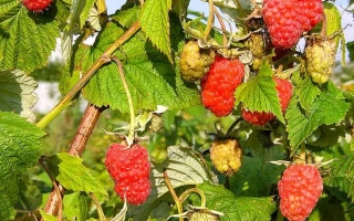 Raspberry bush with berries JUBILEYNA KULIKOVA against green foliage