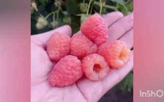 Свежая малина в ладони - Василинка