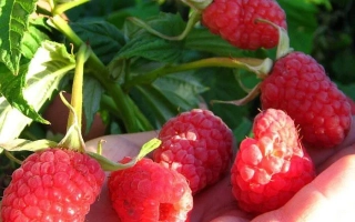 Fresh raspberries in hand against bush background - VOlNITSA