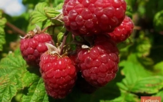 Close-up of raspberries on a branch with green leaves - FOR HEALTH