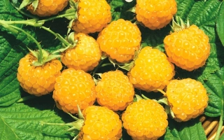 Yellow raspberries on green leaves - YELLOW GIANT