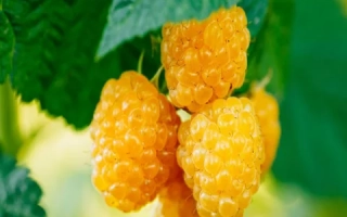 Golden Autumn raspberries on a branch with green leaves