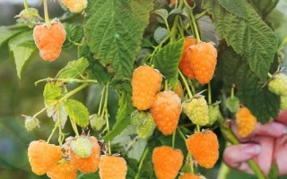 Golden Dome raspberry bush with berries on branches