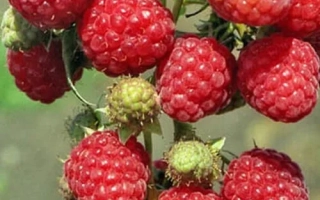 Close-up of raspberries on a branch - ZORENYA ALTAI