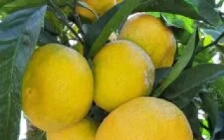 МИЛЛЕНИУМ 1