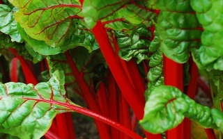 Свежие листья мангольда с красными черешками - АЛЫЙ