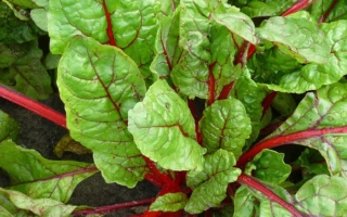 Свежий мангольд с зелеными листьями и красными черешками - БАЛИ