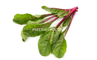 Свежие листья мангольда с красными черешками на белом фоне, надпись РУССКИЙ РОСТО - ЧАРБЕЛЛ