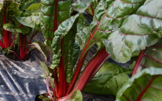 Свежий мангольд с красными черешками на грядке - Гранат