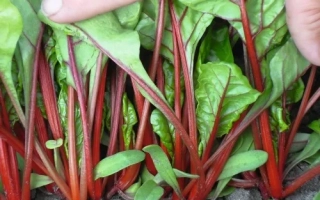 Свежие листья ревня с красными черешками на грядке - РУБАРБ