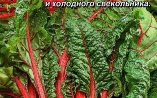 Пакет семян мангольда Рубин от Аэлита